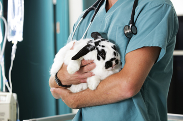 Veterinarian wearing scrubs and a stethoscope, gently holding a bunny - symbolizing compassionate care and professionalism.